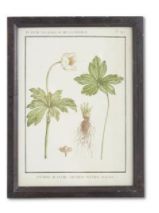 Leafy Botanicals in Black Frames-wall art > Home & Garden > Decor > Artwork > Posters >Prints >Visual Artwork-Anemone-Quinn's Mercantile