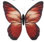 Butterfly Magnets-Home & Garden > Decor > Refrigerator Magnets-Red-Quinn's Mercantile