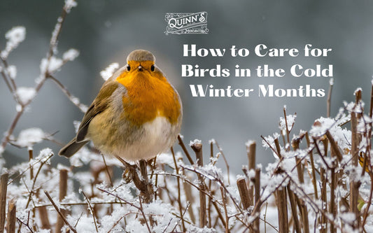 How to Care for Birds in the Cold Winter Months