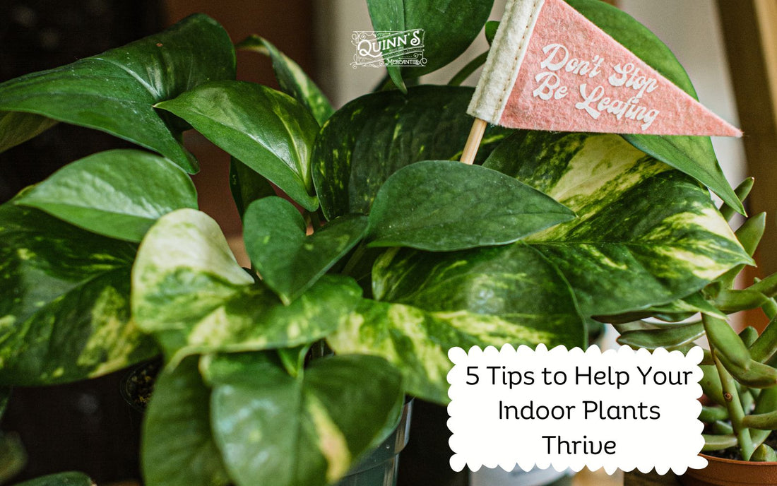 5 Tips to Help Your Indoor Plants Thrive