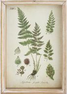 Botanical Prints in Wood Frames-Wall Decor > Home & Garden > Decor > Artwork > Posters, Prints, & Visual Artwork-Quinn's Mercantile