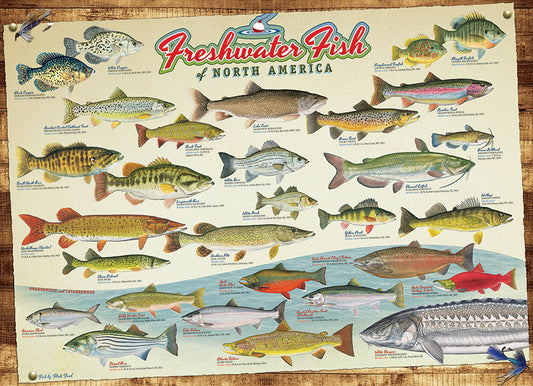 Freshwater Fish of North America | 1000 Piece Puzzle-Games and Puzzles > Toys & Games > Puzzles > Jigsaw Puzzles-Quinn's Mercantile