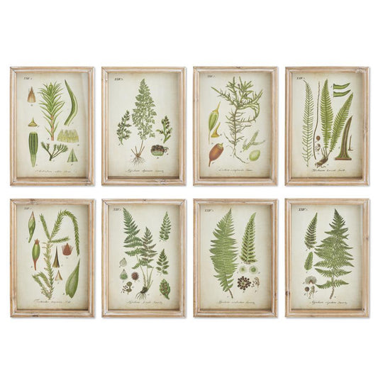 Botanical Prints in Wood Frames